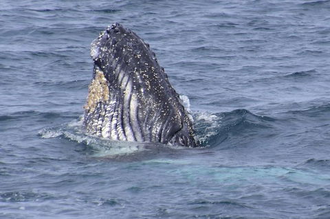 Jervis Bay Whale Watching Tour - Kalgoorlie Accommodation 1
