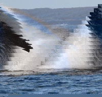 Jervis Bay Whale Watching Tour - Kalgoorlie Accommodation