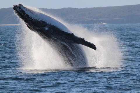 Jervis Bay Whale Watching Tour - Kalgoorlie Accommodation 0