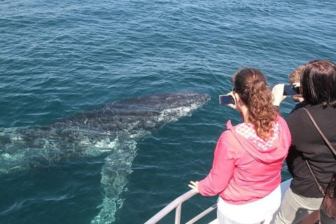 Jervis Bay Whale Watching Tour - Kalgoorlie Accommodation 9