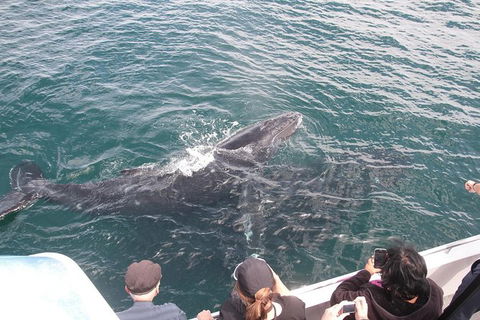 Jervis Bay Whale Watching Tour - Kalgoorlie Accommodation 12
