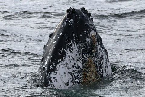 Jervis Bay Whale Watching Tour - Kalgoorlie Accommodation 7