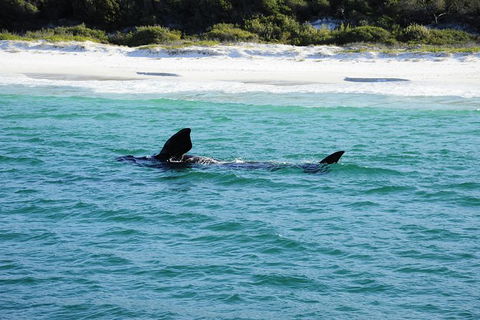 Jervis Bay Whale Watching Tour - Kalgoorlie Accommodation 5