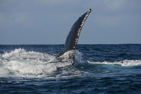 Jervis Bay Whale Watching Tour - Kalgoorlie Accommodation 8