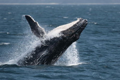 Jervis Bay Whale Watching Tour - Kalgoorlie Accommodation 10