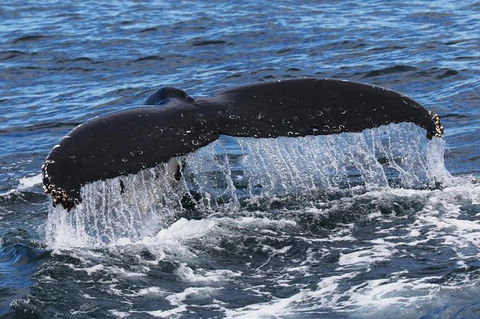 Jervis Bay Whale Watching Tour - Kalgoorlie Accommodation 6