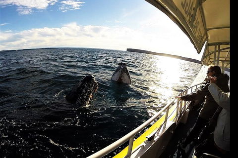 Jervis Bay Whale Watching Tour - Kalgoorlie Accommodation 3
