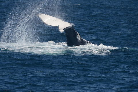 Jervis Bay Whale Watching Tour - Kalgoorlie Accommodation 11