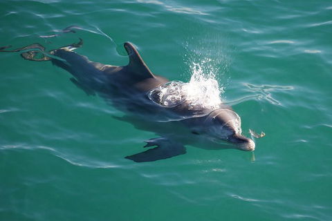 Jervis Bay Dolphin Watch Cruise - Kalgoorlie Accommodation 6