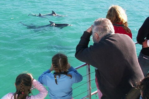 Jervis Bay Dolphin Watch Cruise - Kalgoorlie Accommodation 4