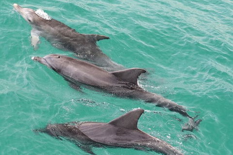 Jervis Bay Dolphin Watch Cruise - Kalgoorlie Accommodation 7
