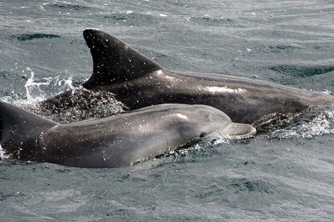 Jervis Bay Dolphin Watch Cruise - Kalgoorlie Accommodation 5