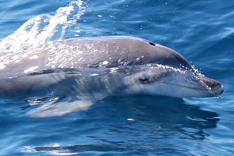 Jervis Bay Dolphin Watch Cruise - Kalgoorlie Accommodation 3