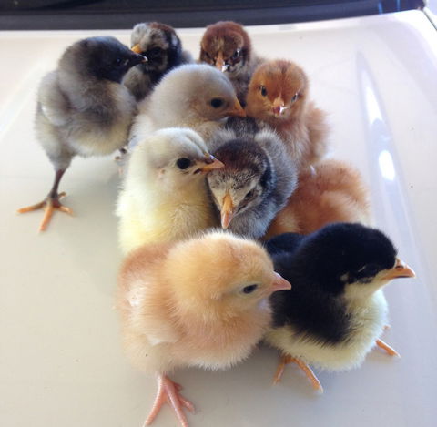 Meet The Animals - Kalgoorlie Accommodation 1