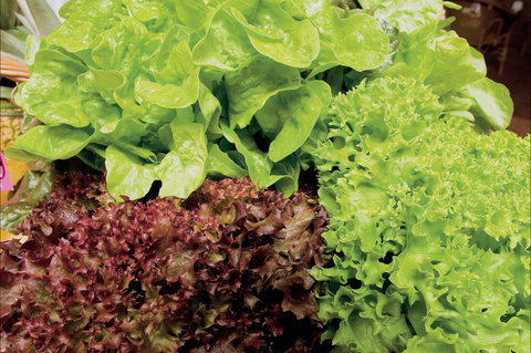 Apple Tree Creek - Kalgoorlie Accommodation 0