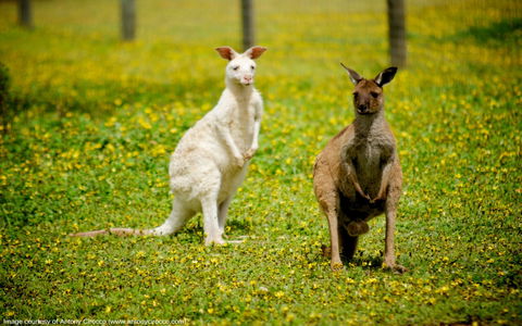 Bordertown Wildlife Park - Kalgoorlie Accommodation 0