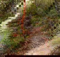 Great North walk - Brisbane Water National Park - Kalgoorlie Accommodation
