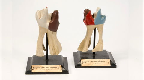 Henry Forman Atkinson Dental Museum - Kalgoorlie Accommodation 0