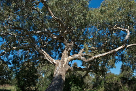 Holey Plains State Park - Kalgoorlie Accommodation 0