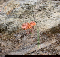 Moorooduc Quarry Walk  Stairs Circuit - Kalgoorlie Accommodation