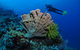 Pixie Pinnacle Dive Site - thumb 1