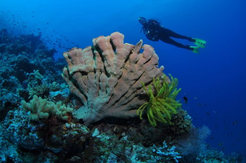Pixie Pinnacle Dive Site - Kalgoorlie Accommodation 1