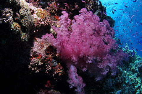 Pixie Pinnacle Dive Site - Kalgoorlie Accommodation 2