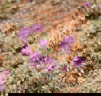 Walpa Gorge walk - Kalgoorlie Accommodation