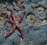 Clam Gardens Dive Site - Kalgoorlie Accommodation