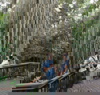 Curtain Fig Tree Yungaburra - Kalgoorlie Accommodation