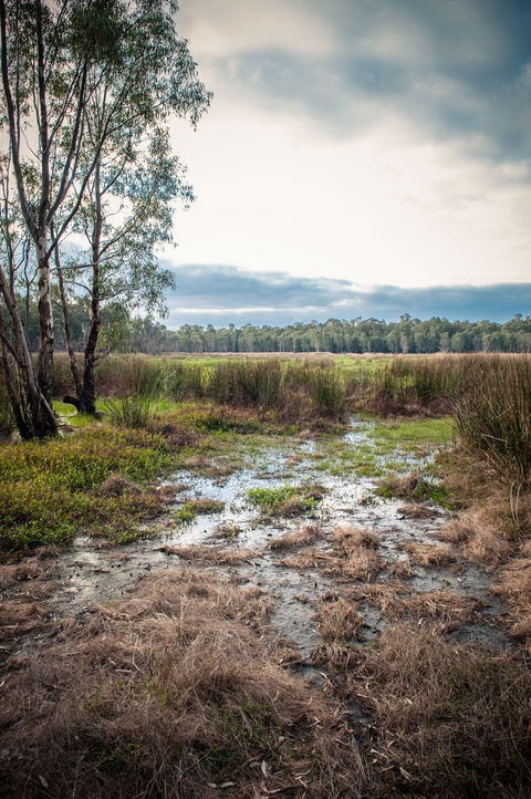 Gemmill Swamp Wildlife Reserve - Kalgoorlie Accommodation 2