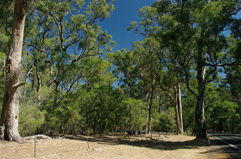 Maidens Tuart Forest - Kalgoorlie Accommodation 0
