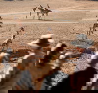 Monarto Safari Park - Kalgoorlie Accommodation
