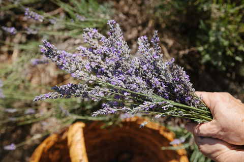 Nannup Lavender Farm - Kalgoorlie Accommodation 2