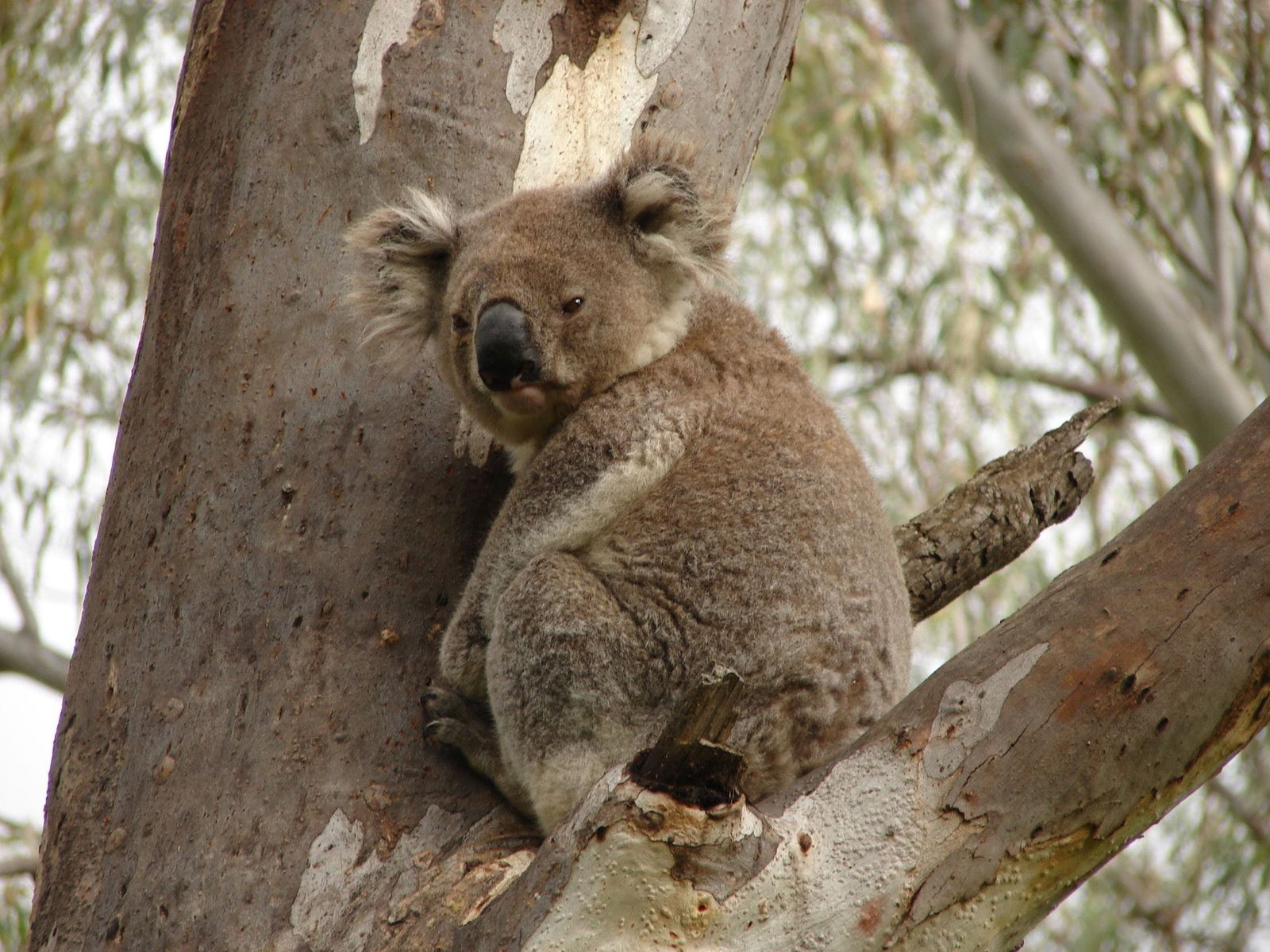 Narrandera NSW Kalgoorlie Accommodation