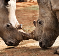 National Zoo  Aquarium - Kalgoorlie Accommodation