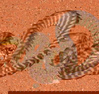 Red Desert Reptiles - Kalgoorlie Accommodation