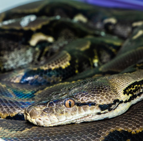 Serpentarium Wildlife Park Tasmania - Kalgoorlie Accommodation 1