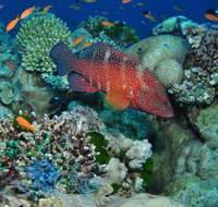 Steve's Bommie Dive Site - Kalgoorlie Accommodation