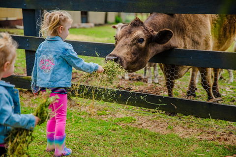 Tobruk Sydney - Kalgoorlie Accommodation 1