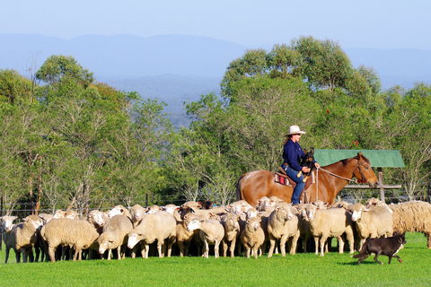 Tobruk Sydney - Kalgoorlie Accommodation 2