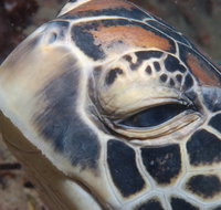 Turtle Bommie - Kalgoorlie Accommodation