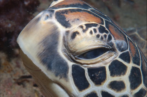Turtle Bommie - Kalgoorlie Accommodation 0
