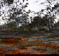 Woylie Walk Dryandra Woodland - Kalgoorlie Accommodation
