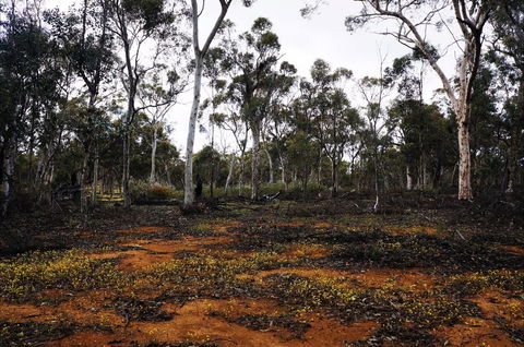 Woylie Walk, Dryandra Woodland - Kalgoorlie Accommodation 0