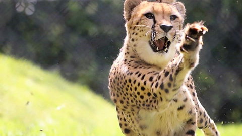 Billabong Zoo: Koala And Wildlife Park - Kalgoorlie Accommodation 0