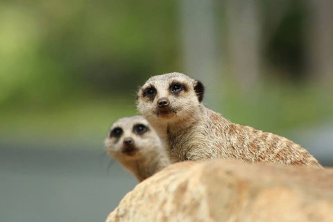 Billabong Zoo: Koala And Wildlife Park - Kalgoorlie Accommodation 1