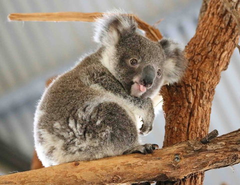 Billabong Zoo: Koala And Wildlife Park - Kalgoorlie Accommodation 2
