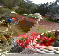 Blue Hills Berries and Cherries - Kalgoorlie Accommodation