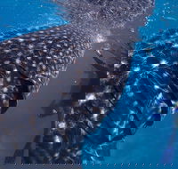 Coastal Water Dive - Kalgoorlie Accommodation